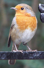 english robin