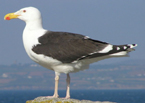 great black-backed gull