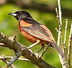 orchard oriole