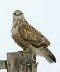 rough-legged hawk