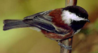 chestnut-backed chickadee