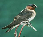cliff swallow