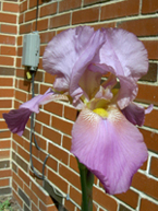 purple bearded iris