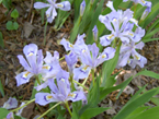 small blue irises