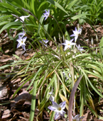spring star flower