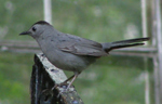 gray catbird