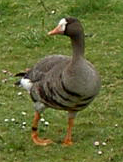greenland white-fronted goose